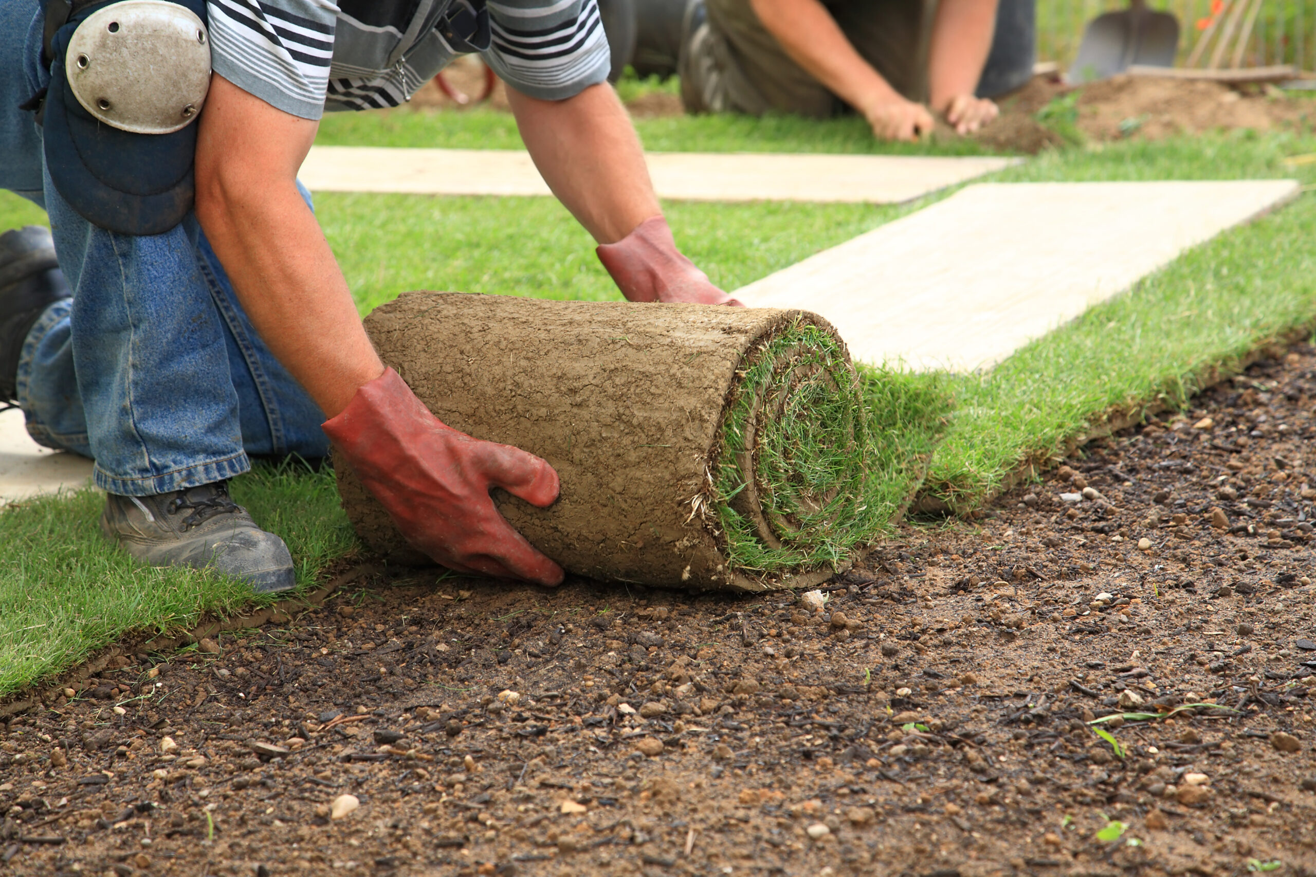 Outdoor living expert laying sod/grass down
