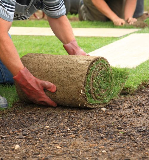 Man,Laying,Sod,For,New,Garden,Lawn